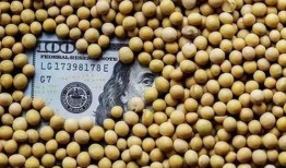 美国大豆最新爆料